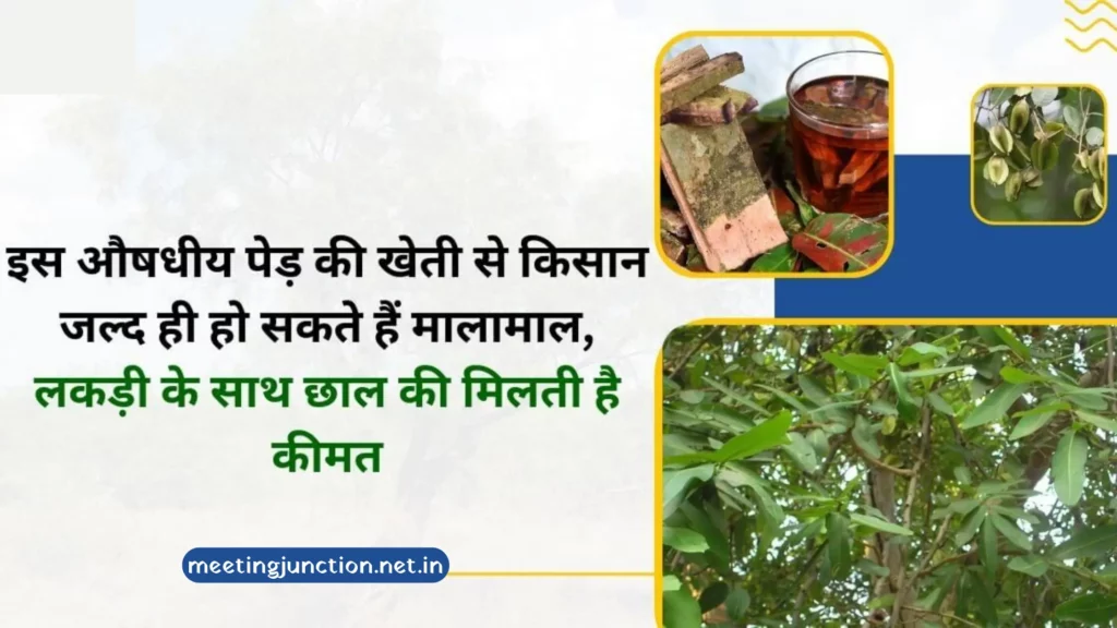 arjun tree plantation business ideas in hindi